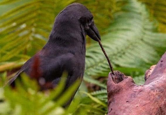 #虫子#乌鸦想吃树洞里的虫子,却苦于嘴短够不着,让人笑喷