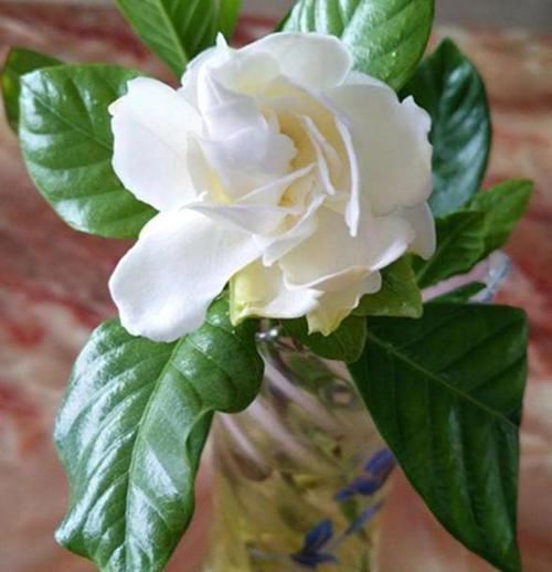  『过程中』水培花草植物该注意哪些细节？明确3个条件，养一盆旺一盆