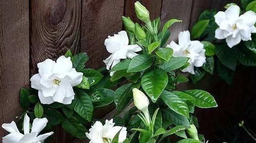 「解决」栀子花黄叶怎么办?“两招”就解决,四季绿油油,花苞满枝又芳香