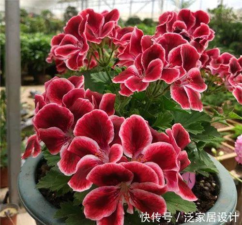 每种■110种天竺葵，每种都超美，看看你认识多少种？