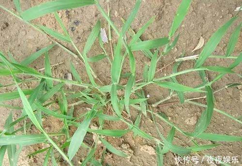  「兔子」以前农民用它喂兔子，有人拿它煮水喝，如今在田里泛滥