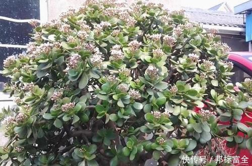 『不难』养玉树、马齿苋树,只需掌握3点,变成高价老桩盆景不难