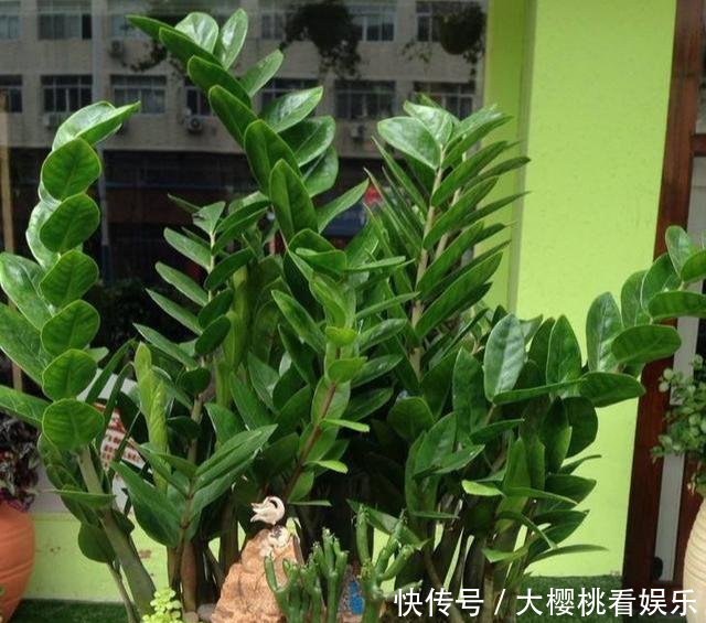 「豆瓣绿」这些盆栽,别花钱买,剪个叶子,沾土就生根,一年爆出十几盆