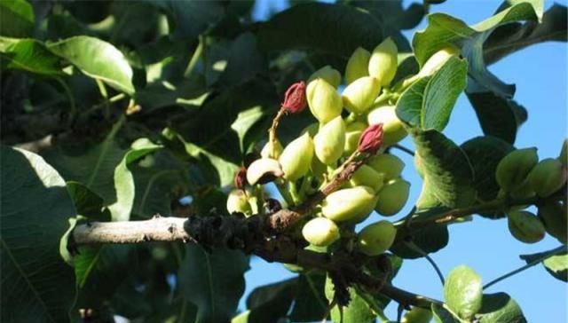  【种植】国内年均消耗10万吨，一斤50元，仍受喜爱，却很少有农