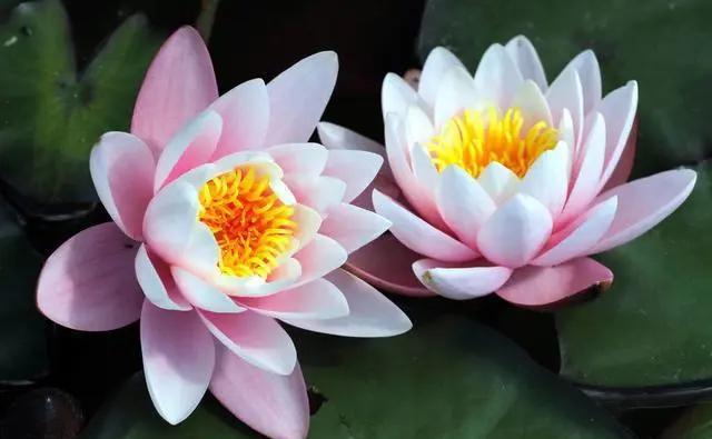 细节|荷花盆栽怎么养?做好4个细节,花朵硕大真好看