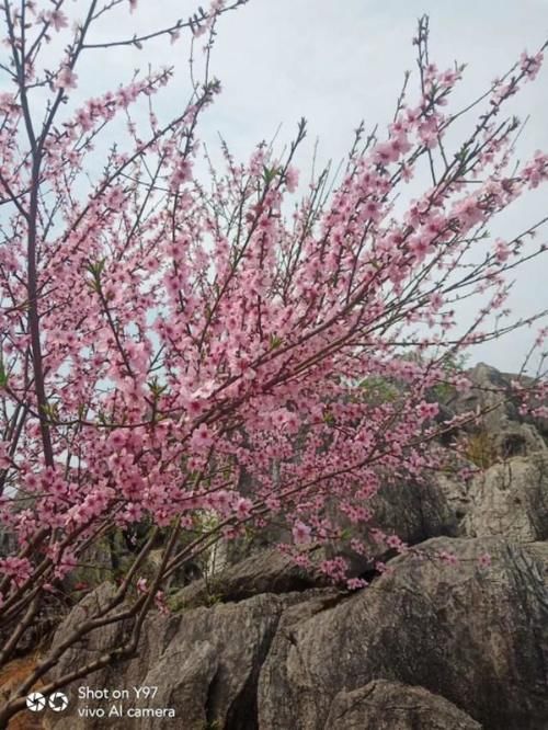  [采菊]采菊东篱下，悠然见南山