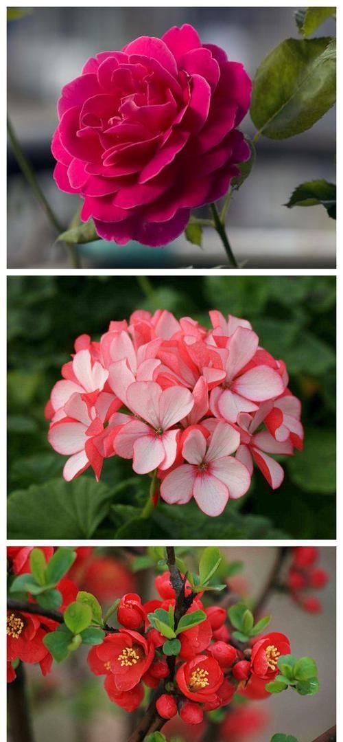  【海棠花】想家中阳台变“花园”吗？推荐几种实惠的花，快来买买买！
