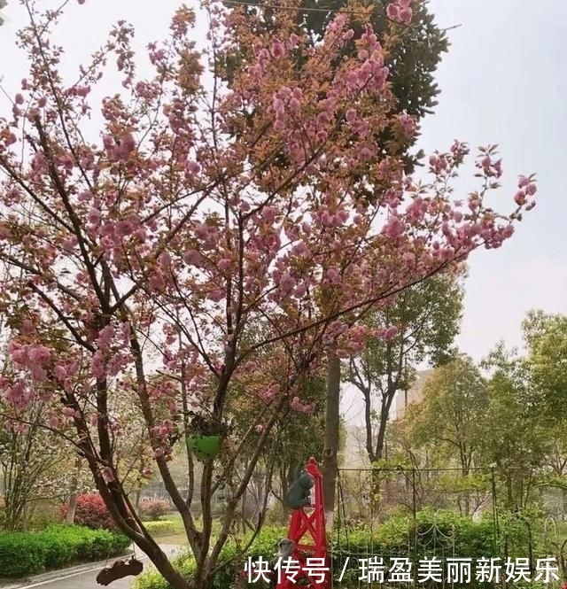  「平方」有了30平方的小院，能将日子过成了诗？简单而精致，优雅而从容！