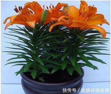 「蟹爪兰」天热3种花容易“淹死”的,管住自己的手,安全度夏没麻烦