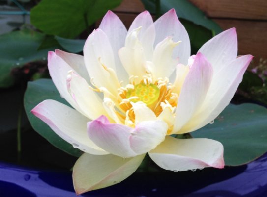 「铜钱草」此几款喜水植物,越浇越爆盆,花叶蹭蹭往外冒,花色绚丽多彩