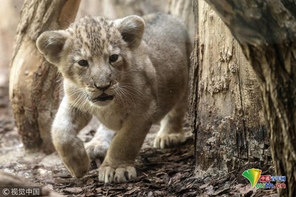 德国动物园新生狮宝宝首见客 不惧镜头展示