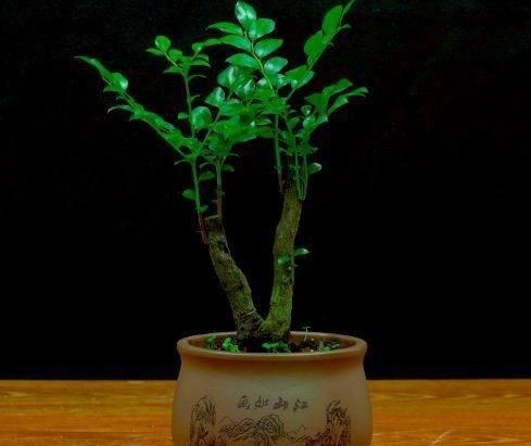  「种植」在家种植这些盆栽造型不仅好看，还能净化空气，寓意也好！