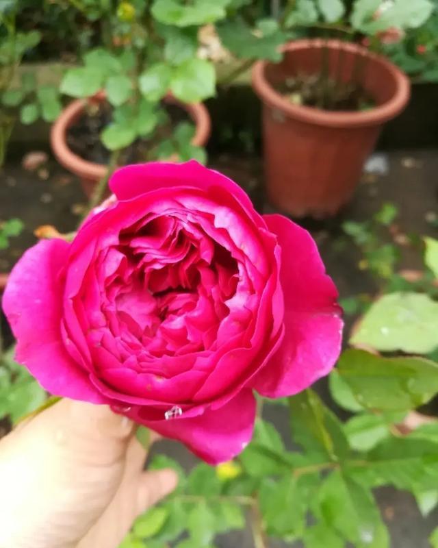 「月季」养花:30种超漂亮的月季,一年能开300天,满屋飘香颜值高!