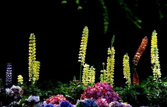  『花展』2020上海（国际）花展开幕