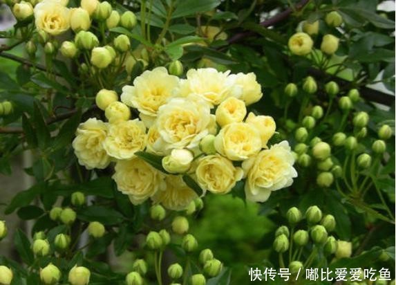  『花小』黄木香花花朵朵，花小无味装饰美