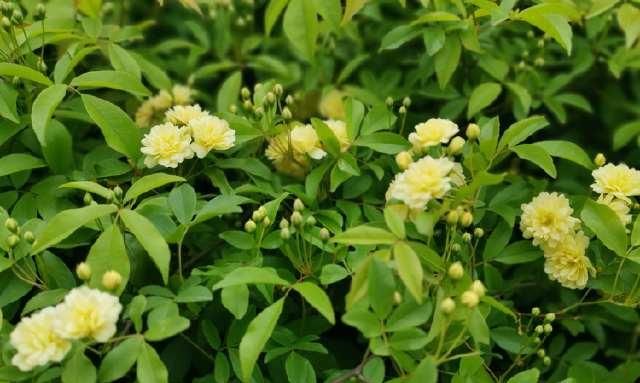  「清明」清明的蔷薇花儿，绽放在西安的园林间