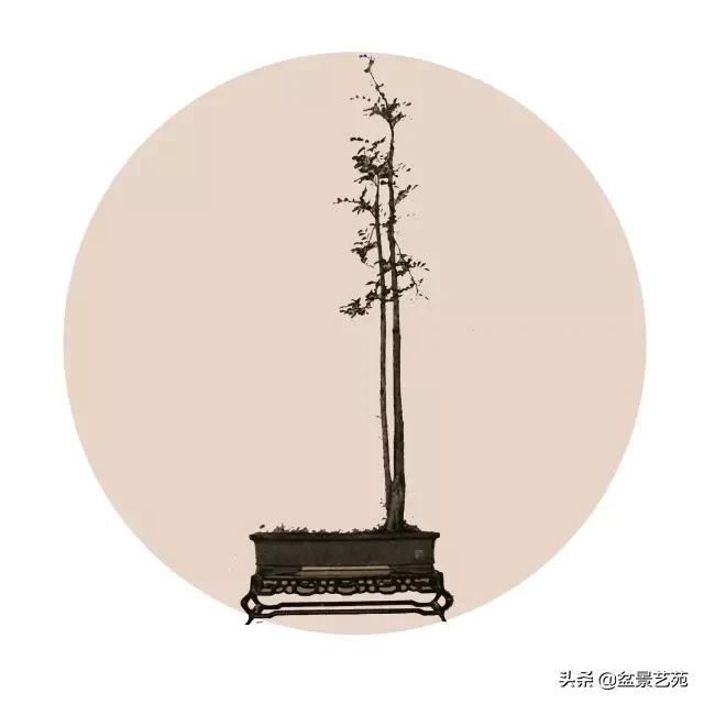  「成寸」盆景百态，缩地成寸