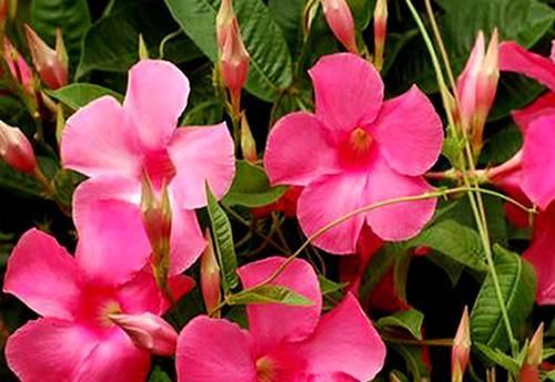  【适合】此花开花量大，花色艳丽多样，妖娆多姿，适合室内养护观赏