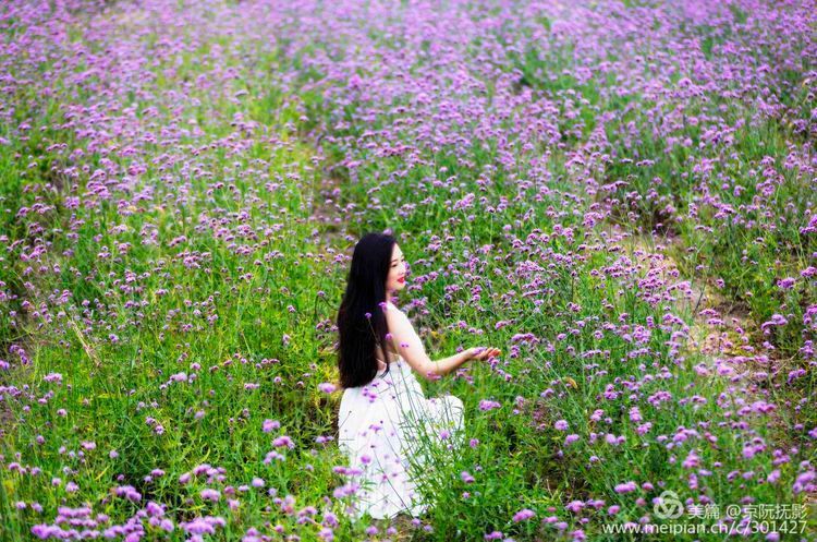 临淄花海与素衣美女，宛如仙境