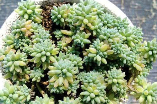  『很快』4种多肉被称为“护盆草”，10厘米口径的花盆“种1棵”，很快爆盆
