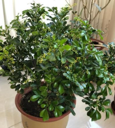  [弄清楚]盆栽土中有蚯蚓怎么办？弄清楚'好与坏'，对植物成长有利无弊