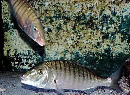  「东山叫红」46种海钓常见的鲷类鱼，最后一种高价的鱼原来也是鲷鱼，才知道