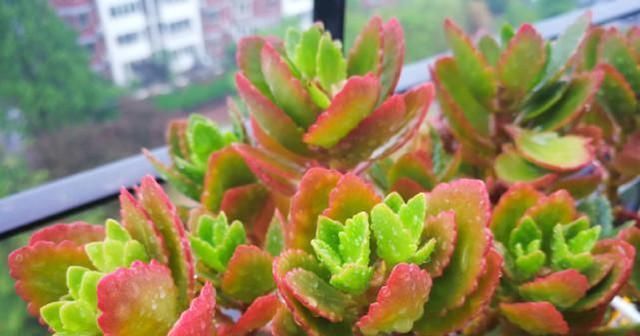  『剪掉』养长寿花用这两个小技巧，开花一团团，枝繁叶茂花儿多