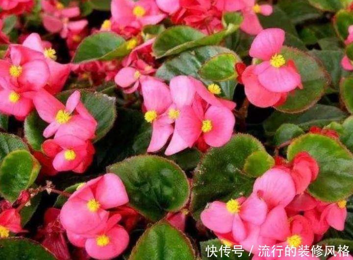 「养花」喜欢家中养花,就选几种,开花美寓意吉祥,花色娇艳花期长的花