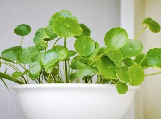 「旺盛」趁雨季的到来,这些植物搬出去淋淋雨,生长越旺盛,花朵鲜艳芳香
