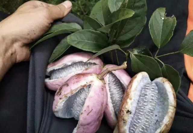  福气|山上有“1种瓜”，被称为“八月瓜”，果子会裂开，见到是