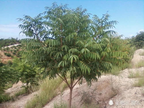  对漆树■碰不得摸不得，过去农民遇到就砍掉，如今树汁一斤300元