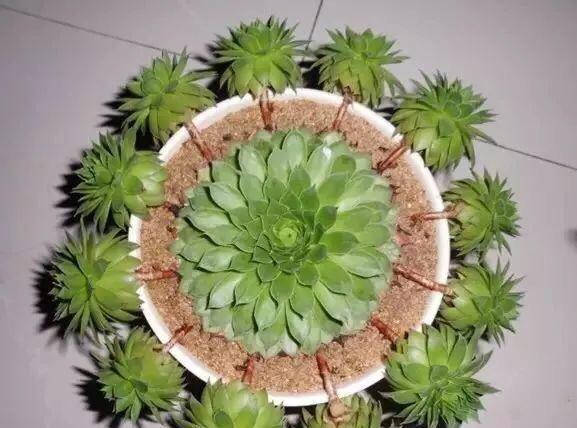 #一大#秋天养“观音莲”,别忘摘点芽繁殖,一棵变10棵,来年又长一大圈