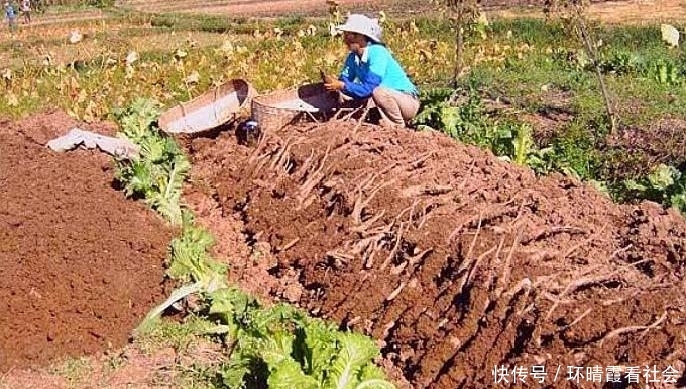  #作物#农村一种作物，别人竖着种而他是横着种，现每亩收入超过1