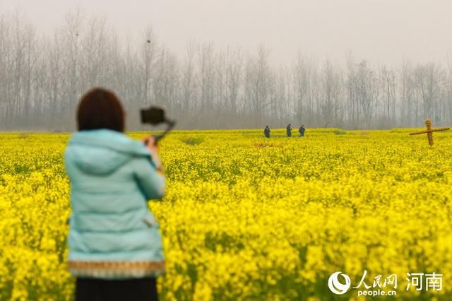  油菜花：河南光山：万亩花海惹人醉