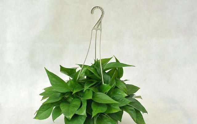  「甲醛」什么植物吸收甲醛最好？这种植物物美价廉