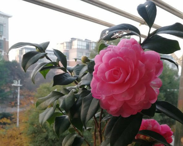 五彩石竹|在家中养护花卉,就选择花色“梦幻”的5种花,妖娆优雅,非常的漂亮