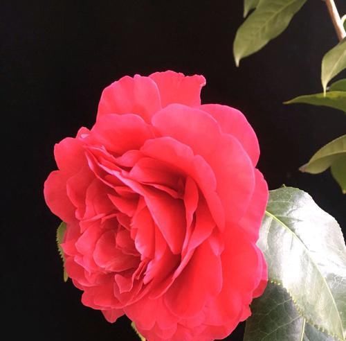  选择：掉花苞掉叶的茶花是选择赏花还是选择存活？小孩子才会选