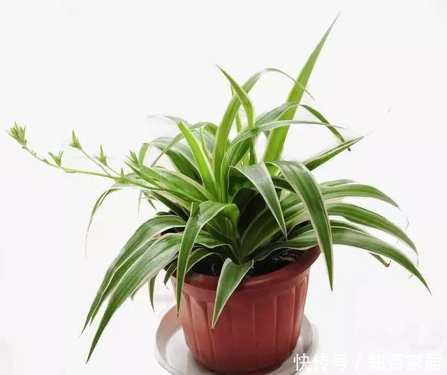 特别|冬季养花别“瞎养”，记住这几点，简单养花来年接着开花！