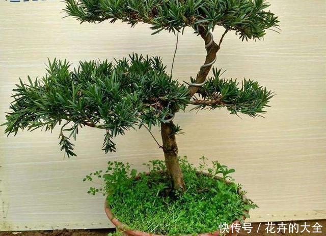 『养花』想养花不知道养啥好?根据3个方面选,越养越好,四季开花长爆棚