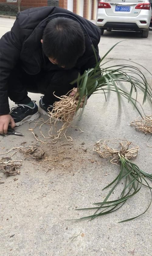 「情况」兰花最怕根不好?6步判断根系情况,兰花越养越好