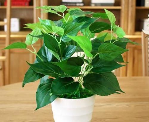  『不到』新手养绿萝，土培处理好5个细节，不到半年蹭蹭窜出2、3米
