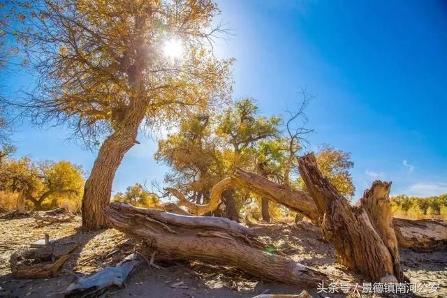 额济纳：中国最美的秋天！
