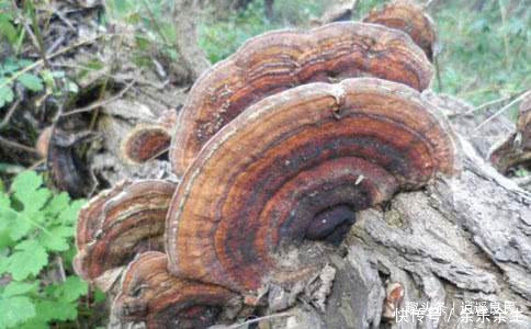 若你家乡遇到像“耳朵”的植物，不要错过，价值珍贵请珍惜！