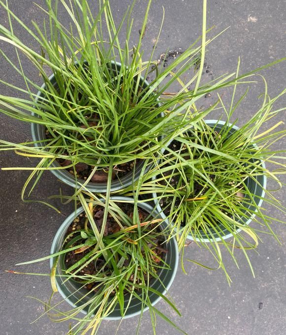  [花友]风雨兰开花少？丢在外面“多淋雨”，花箭窜满天，1球开出6朵花