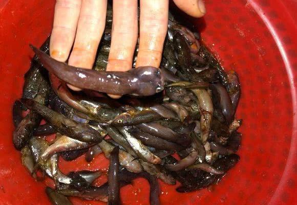 这是鱼吗？广西深山，山洞里捕获一种“肉虫子”，老乡：几百一斤