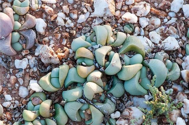 长满多肉的沙漠，共有3000种植物，对这片沙漠的身份产生质疑!