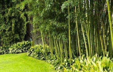 庭院竹子50张图告诉你，花园里种竹子有多高大上，气质瞬间提升