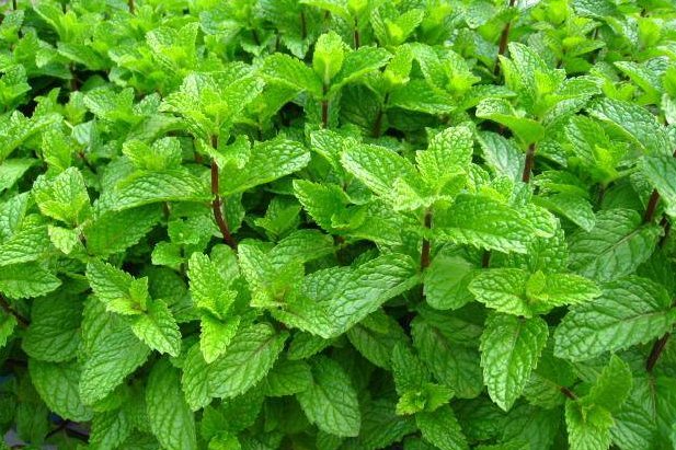  特别：这些花便宜也别养，开花不断，并且花期还特久，特别容易开花