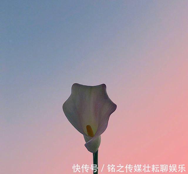 #好运#「晚安」再等等,花都开好了,你的好运也快来了