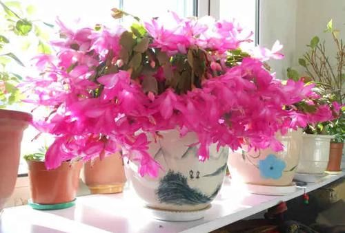 「蟹爪兰」养花就养这3种,抗旱耐涝,花期长花量多,随便一开就是100朵